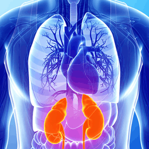 Cardiovascular-Renal-Hepatic-Metabolic Syndrome